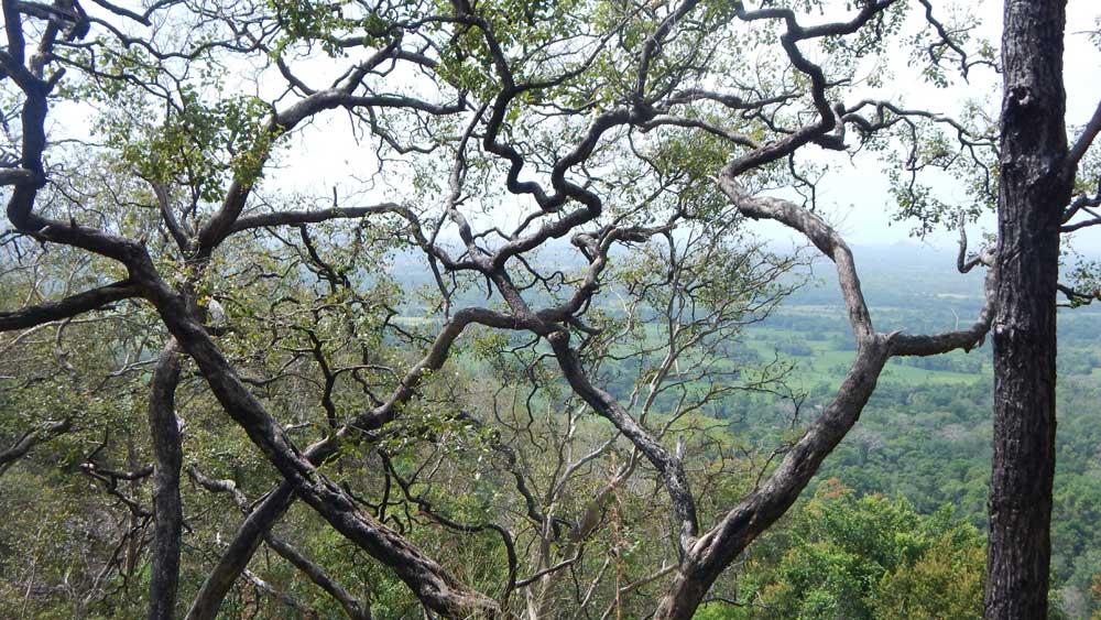 Bellangala Mountain